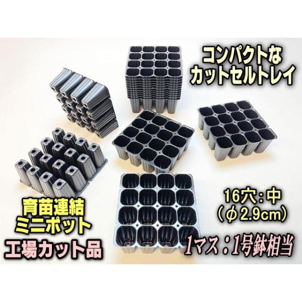 価格応談可　144穴　野菜プラグポット 価格応談可144穴野菜プラグポット