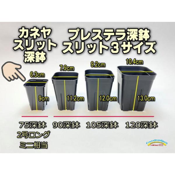 兼弥スリット深鉢75☆(2号ロング相当)：カネヤスリットポットk＠多肉