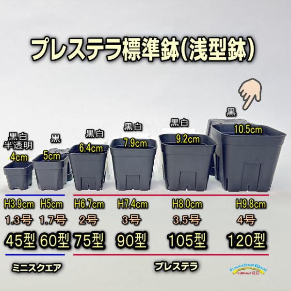 新)プレステラ120標準鉢(浅型鉢)-(硬質スリットポット4号)-黒[四角