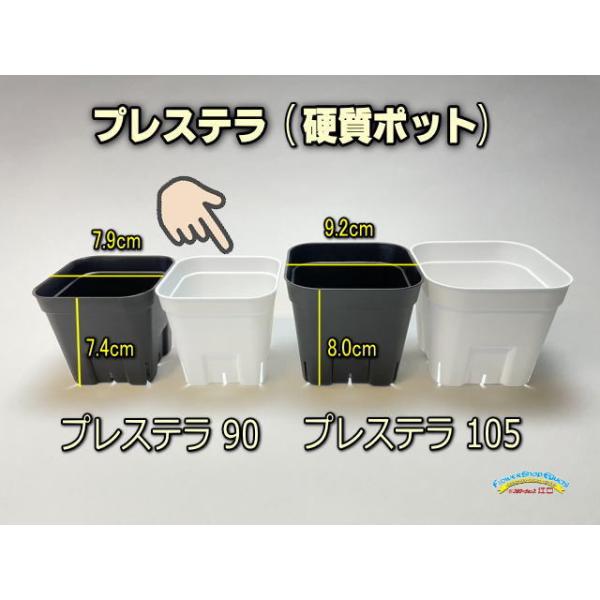 旧)プレステラ 90-(硬質スリットポット3号)-白[四角]○-1鉢売