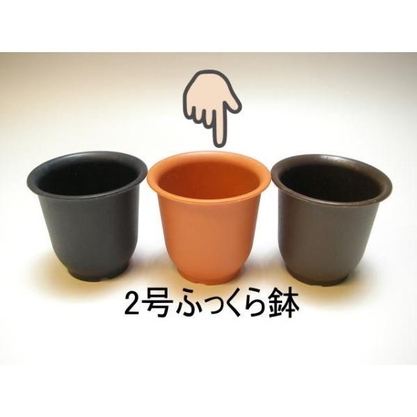 厚手のプラ鉢-ふっくら2号ミニ【茶】 : フラワーショップ江口Yahoo!店