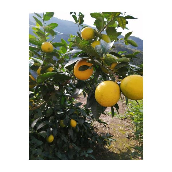 �}�C���[������ �Y�n���� ���Y �Y�� �h���� ���b�N�X���g�p2�L���@�������� ���i�摜
