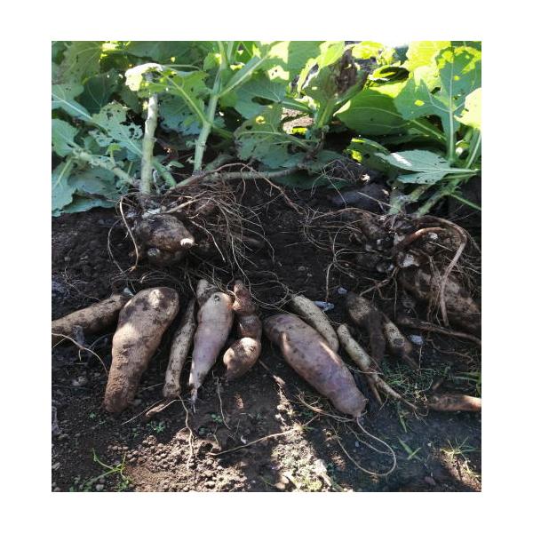 [Release date: November 15, 2025]フラクトオリゴ糖は腸内のビフィズス菌を増やして　便秘や高脂血症の改善、血糖値の抑制などの効能があるといわれています。ヤーコンは食物繊維も豊富で低カロリー　ヤーコンには「イヌリ...