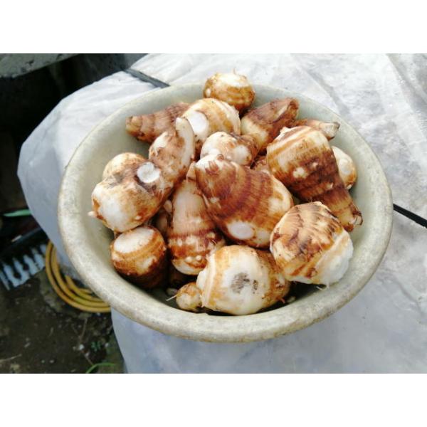 ���� �H�p �P���� ���Ƃ��� ��� ��R�j ���i�摜2