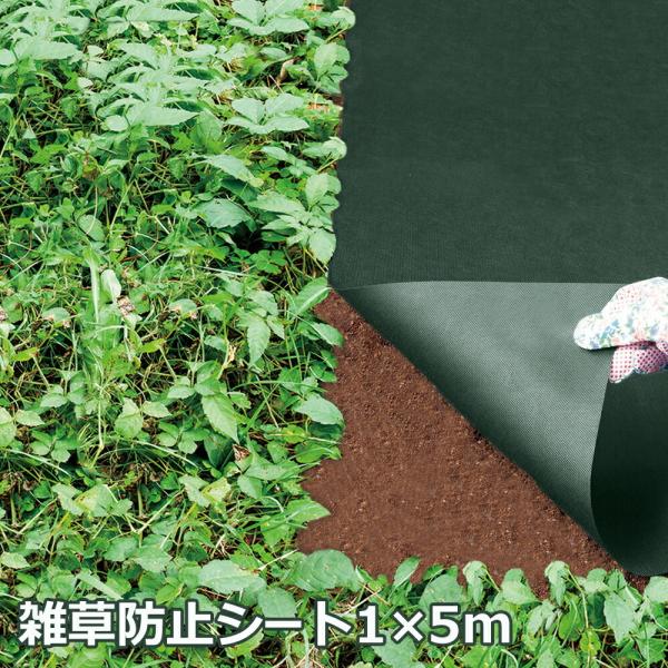 Gh~V[g 1×5m Ւf 98 ܕsv G } J ʂ ʂ h JbgOK sDz  ʘH  EbhfbL 