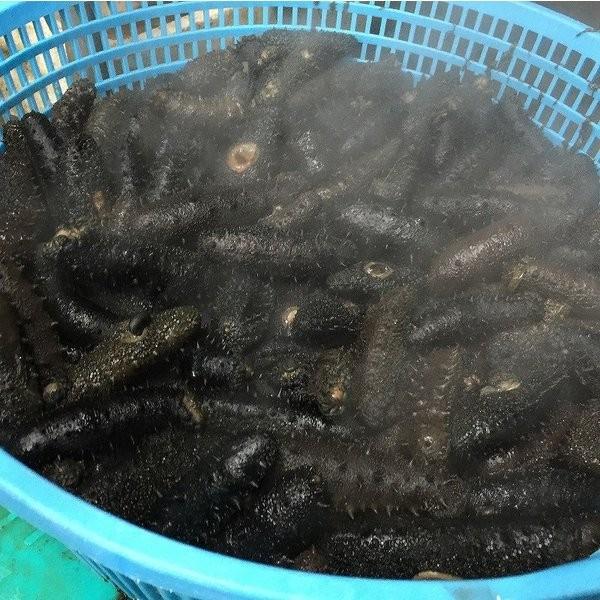 特価正規販売店 乾燥なまこ 干しなまこ ａ品 干物 薫製 サイズｍｉｘ １ｋｇ 愛知県産 12 岬だより激安特価ブランド