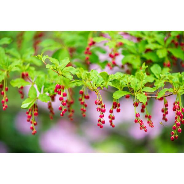 詳細ツツジ科花期3−4月商品説明紅更紗ドウダンに比べ花が小ぶりで色が濃いのが特徴です。栽培方法高温や乾燥にやや弱いので、夏場に西日があたる場所はさけ、水はけのよい場所にやや盛り土気味に植え付けてください。・花芽分化は7〜8月なので、選定をす...