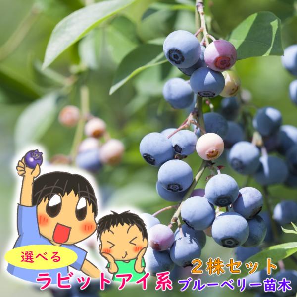 ブルーベリー苗　選べるラビットアイ系 単品選べるラビットアイ系 ２株セット選べるハイブッシュ 単品選べるハイブッシュ系 ２株セット