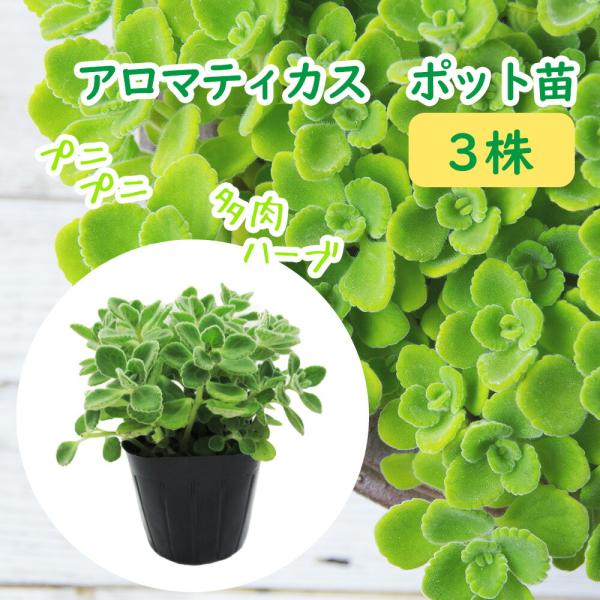 ハーブ苗  アロマティカス 苗 9cm ポット ３株 アロマティカ 芳香 防虫 寄せ植え コンパニオンプランツ Aromaticus