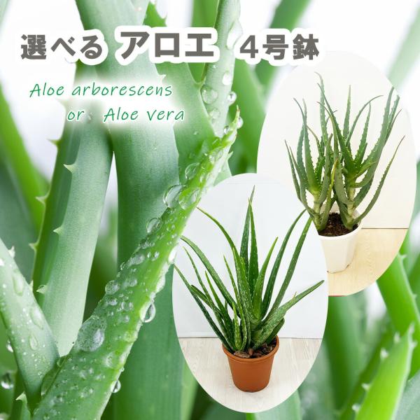 選べる アロエ 4号鉢  キダチアロエ アロエベラ 多肉 多肉植物 観葉植物 美容 健康 医者いらず 薬用 食用 ハーブ ハーブ苗
