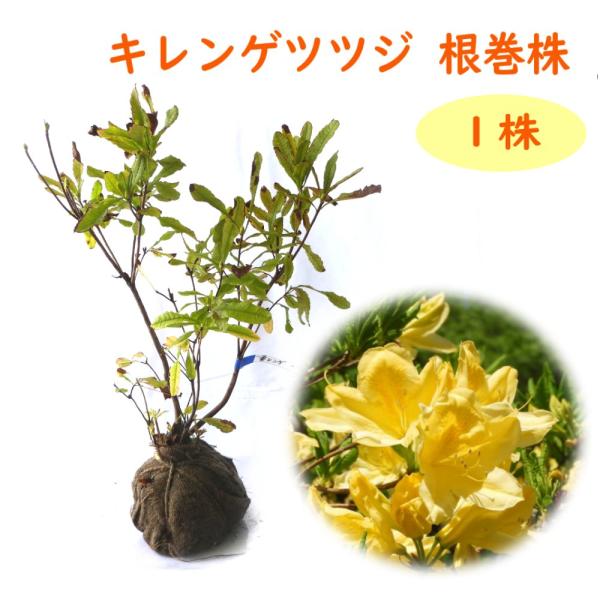 キレンゲツツジ １株 樹高約40cm