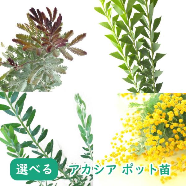 詳細マメ科アカシア属花期3月〜4月（地域により異なります）商品説明黄色くポンポンフワフワとした花が、春になると樹いっぱいに房状に咲き誇ります。パッと目を引く鮮やかな黄色い花と、ギンヨウアカシアの名前の通りのシルバーリーフのコントラストが美し...