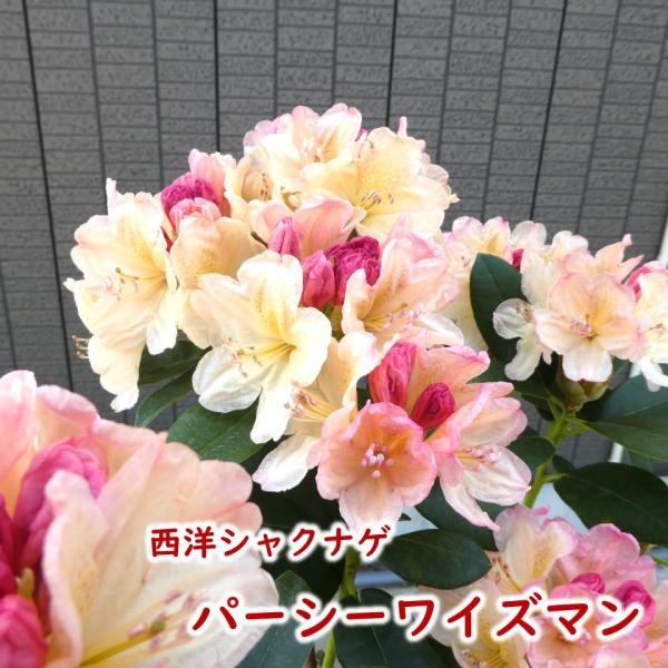 西洋 シャクナゲ  パーシーワイズマン 接木２年生株 ５号鉢 樹高約20〜30cm 石楠花 苗木