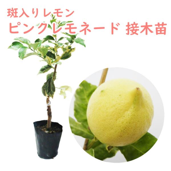ピンクレモネード接木苗／柑橘　樹高130cm ピンク斑入りレモン　現品撮影 レモン ピンクレモネード 接木苗 15cmポット 樹高約30cm 斑入り 柑橘苗