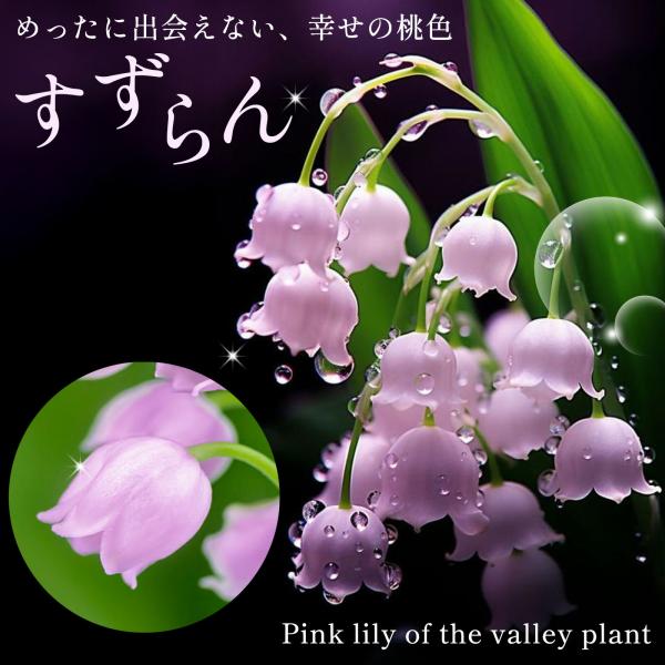 「 ドイツ スズラン ピンク ポット苗 」苗 苗木 9cmポット すずらん 鈴蘭 独逸鈴蘭 宿根草 多年草 山野草