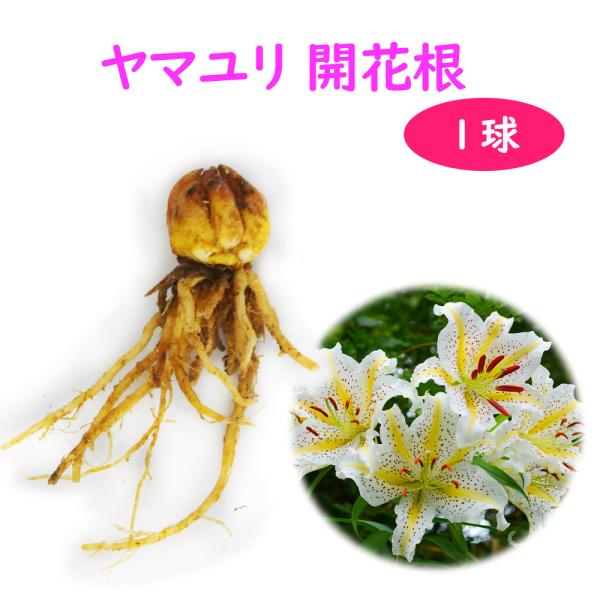 ヤマユリ 開花球 １球
