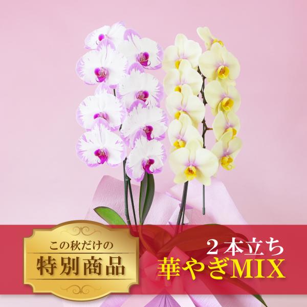 秋の特別仕立て-華やぎMIX 2本立ち- 【秋の特別商品】 おまかせ ミックス 最短翌日着 福が飛んでくる  お祝い 開店祝い 誕生日祝い  自宅用