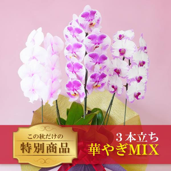 秋の特別仕立て-華やぎMIX 3本立ち- 【秋の特別商品】 お祝い 誕生日