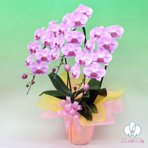 �Ӓ��� BONUS�Ώ�  ���փs���N 3�{���� ���j�� ������ �ԃM�t�g ���a���� �J�X�j �J�Əj �V�z�j ���Ε� ���i�摜2