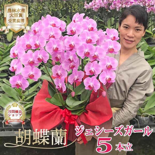 花の大きさ：10cm全高：75〜85cm中輪ピンクの5本立ちは花の数が多く、とても華やか。大輪の胡蝶蘭にくらべて少し小ぶりですが、大輪にはない魅力があり、かわいらしさも勝っています！ピンクの品種は季節によって変わる場合がございます。詳細はお...