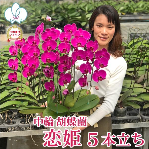 花の大きさ：10cm全高：75〜90cmミディタイプですがお花は大きめ、背も高く、こっくりとした美しいワイン色はビロードのようです。丸みのあるフォルムもとってもかわいい！大輪にも引けを取らないインパクトと存在感です！※金額の分かる納品書、請...
