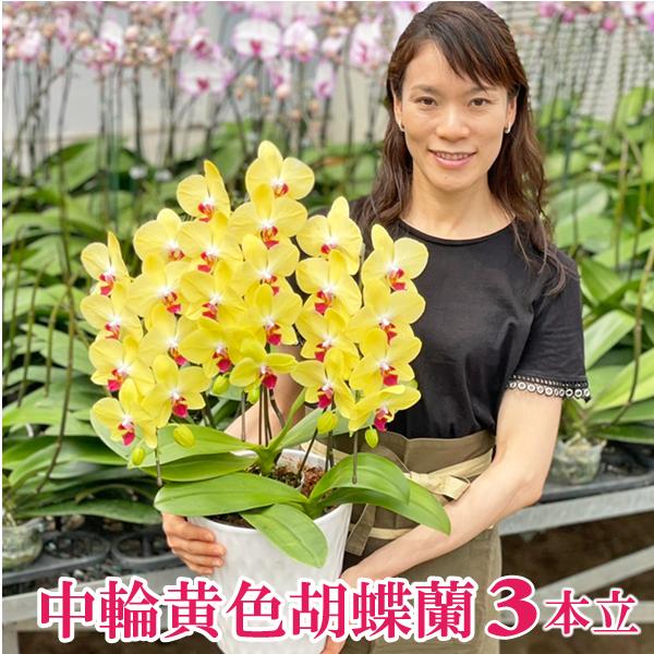 花の大きさ：9.5cm、全高：60〜70cm　ビタミンカラーの胡蝶蘭は場をぱっと明るくさせてくれます。男性への贈り物にもおすすめです。※金額の分かる納品書、請求書、領収書等は同梱されません。
