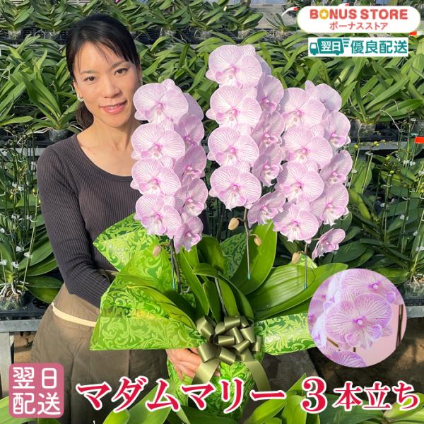 花の大きさ：10cm、全高：80〜90cm「東洋の神秘」的な雰囲気の中大輪系の胡蝶蘭。差のつくギフトにしたい！今まで贈ったお花とは違うものを贈りたい！などおしゃれな花がお好きな方にオススメ。落ち着いたインテリアのアクセントにも。