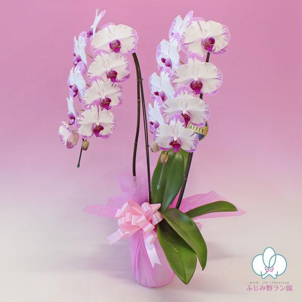 �Ӓ��� BONUS�Ώ� �~�f�B ���� �u�X�C�[�e�B�[�v 2�{���� �摜���t���� �e�헧�D�E���b�s���O�����I �ŒZ������ ���i�摜2