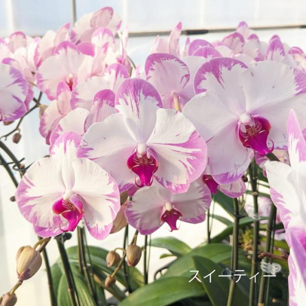 �Ӓ��� BONUS�Ώ� �~�f�B ���� �u�X�C�[�e�B�[�v 2�{���� �摜���t���� �e�헧�D�E���b�s���O�����I �ŒZ������ ���i�摜3