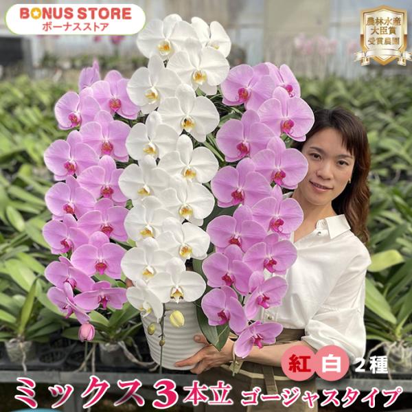 つぼみも含めて38輪以上付きます。スタンダードタイプ（33輪以上）に比べてその長さはとにかく圧倒的にゴージャスです！最高クラスの株を使ったミックスは、見た目の華やかさだけではなく、花持ちも抜群です。※咲き具合は6〜10分咲きとなります。※金...