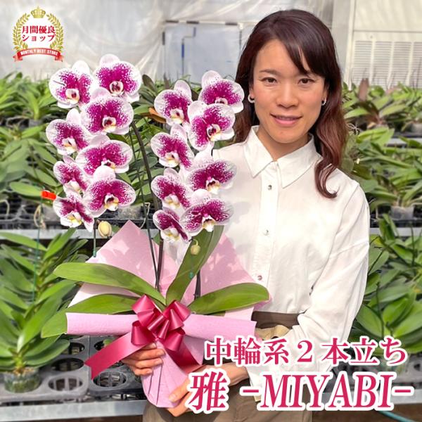 亜*紀様 胡蝶蘭 2種6ポット ファレノプシス 極小輪 亜*紀