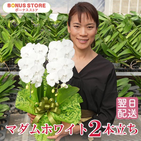 純白でかわいらしいお花はとてもおしゃれで場所を選ばず、どなたにも喜ばれます。お誕生日プレゼントやお供えにも。お花のサイズ：約8cm全体の高さ：55〜60cm※金額の分かる納品書、請求書、領収書等は同梱されません。