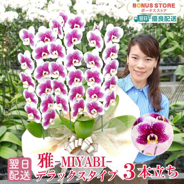 花の大きさ：10cm全高：75〜85cm白地にパープルのドットが印象的な中大輪スポット胡蝶蘭。 パープルのドットが効いてとても上品です。印象的でおしゃれな贈り物としてきっと記憶に残るに違いありません！法人ギフトとしても他にはない差の出るギフ...