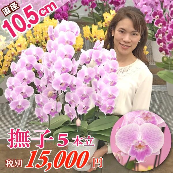 胡蝶蘭お祝いギフト除菌処理済みビッグリップ胡蝶蘭撫子5本立ちお誕生日開店祝開業祝新築祝 Buyee Buyee 提供一站式最全面最專業現地yahoo Japan拍賣代bid代拍代購服務