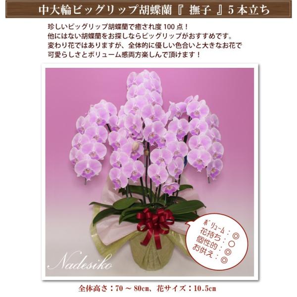 胡蝶蘭お祝いギフト除菌処理済みビッグリップ胡蝶蘭撫子5本立ちお誕生日開店祝開業祝新築祝 Buyee Buyee 提供一站式最全面最專業現地yahoo Japan拍賣代bid代拍代購服務