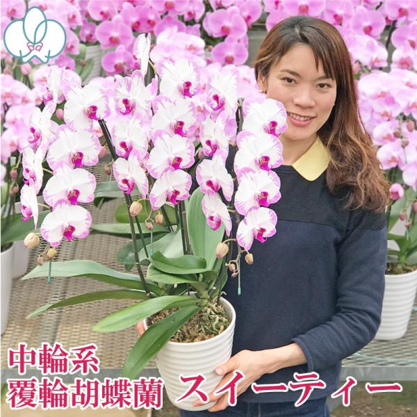 人気品種「スイーティー」の3本立ち。通常ラインナップは5本立ちの販売です。花の大きさ：10.5cm、全高：70〜80cm前後、輪数：24輪〜※金額の分かる納品書、請求書、領収書等は同梱されません。※時期によって輪数が前後する場合がございます。