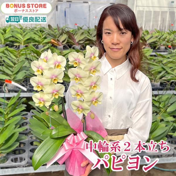 優しく、Happyな雰囲気で誰からも愛されるかわいらしい品種。黄色は金運カラーで「貴色」「喜色」とも書きます。金運に恵まれるだけではなく、人生を楽しく明るくワクワクする生活を望む時に黄色のお花はぴったりです。 中央にはほんのりピンクが入り、...