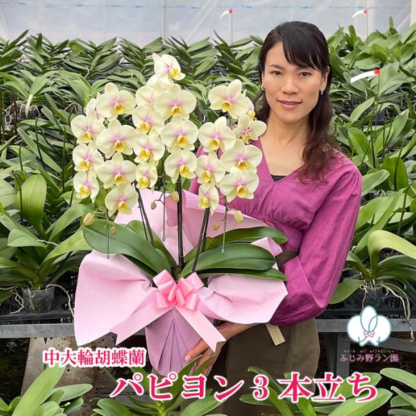 お花のサイズ：9〜10cm全体の高さ：65〜75cm優しく、Happyな雰囲気で誰からも愛されるかわいらしい品種。黄色は金運カラーで「貴色」「喜色」とも書きます。金運に恵まれるだけではなく、人生を楽しく明るくワクワクする生活を望む時に黄色の...