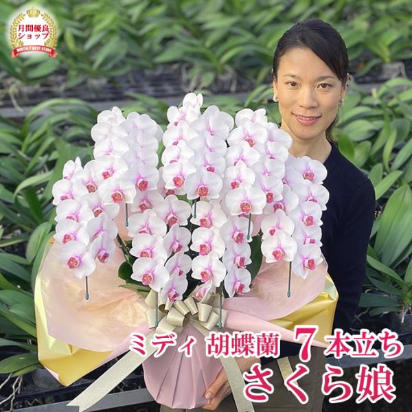 明るくほんわかした雰囲気の「さくら娘」。派手な感じではないものの、優しく明るい雰囲気でこころを癒してくれます。7本立ちですのでお花の数も多く、コンパクトながらも華やかです！花の大きさ：約8cm全高：60〜70cmとってもかわいらしい「さくら...