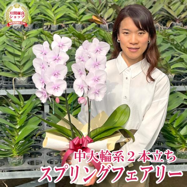 新品種のビッグリップシリーズ。いつもの「胡蝶蘭」の表情とも違い爽やかな印象です！ふんわり淡いピンクがとてもエレガント、自分用にほしくなってしまう品種です花の大きさ：約11cm全高：約70〜75cm※金額の分かる納品書、請求書、領収書等は同梱...