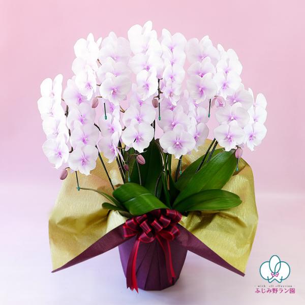 �Ӓ��� BONUS�Ώ�  �X�v�����O�t�F�A���[7�{���� ���j�� ������ �ԃM�t�g ���a���� �J�X�j �J�Əj �V�z�j ���i�摜1