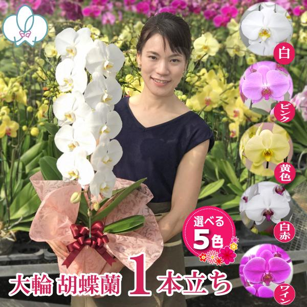 倍!倍!ストア対象店舗】胡蝶蘭 お祝い お供え 大輪1本立ち5種類 お祝い お供え 花ギフト お誕生日 開店祝 開業祝 新築祝 :tairin1f:ふじみ野ラン園 - 通販 - Yahoo!ショッピング 倍!倍!ストア対象店舗】胡蝶蘭 お祝い お供え 大輪1本立ち5種類 お祝い お供え 花ギフト お誕生日 開店祝 開業祝 新築祝 :tairin1f:ふじみ野ラン園 - 通販 - Yahoo!ショッピング