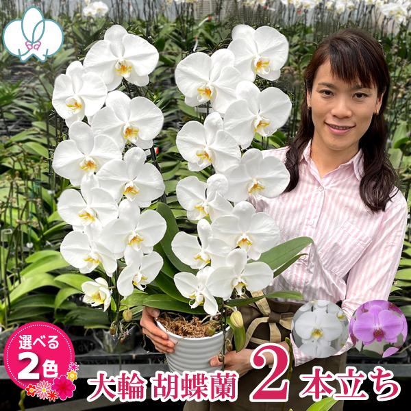 倍!倍!ストア対象店舗】胡蝶蘭 お祝い お供え 大輪2本立ち8000円 選べる2種類 お祝い お供え 花ギフト お誕生日 開店祝 開業祝 新築祝 :tairin2f:ふじみ野ラン園 - 通販 - Yahoo!ショッピング 倍!倍!ストア対象店舗】胡蝶蘭 お祝い お供え 大輪2本立ち8000円 選べる2種類 お祝い お供え 花ギフト お誕生日 開店祝 開業祝 新築祝 :tairin2f:ふじみ野ラン園 - 通販 - Yahoo!ショッピング