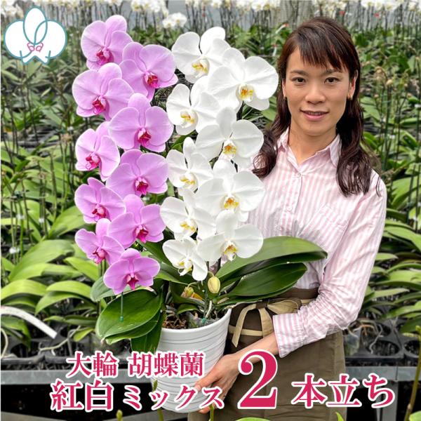 3.5寸株の白とピンクを1株ずつ寄せ植えした大輪胡蝶蘭2本立ち。通常3本立ちとほぼ同じ高さに仕立てますのでボリューム感があります。ピンクの品種に関しては表示品種と違う場合がありますが、サイズ感はほぼ同等のものをお届けします。花の大きさ：12...
