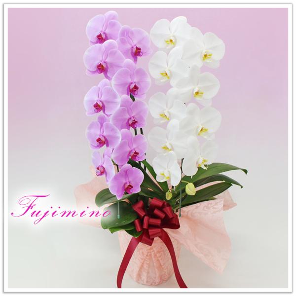 �Ӓ��� BONUS�Ώ�  ��� �g���~�b�N�X 2�{���� 20�ֈȏ� �M�t�g ���j�� ������ �a�����j�� �J�X�j�� �����j�� �L�O�� �ސE�j�� ���i�摜1