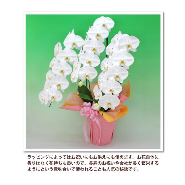 3本立ち33輪以上プレミアムタイプ胡蝶蘭お祝いお供え母の日花ギフト大輪3本立ち4色金賞受賞 防寒対策 Buyee 日本代购平台 产品购物网站大全 Buyee一站式代购