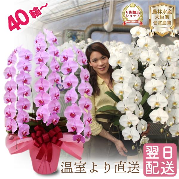 つぼみも含めて40輪以上付きます。3本立の中では最上級に長くボリュームのあるクラス。その長さはとにかく圧倒的な迫力です！特級クラスの株を使っておりますので、見た目だけではなく、花持ちも抜群です。※金額の分かる納品書、請求書、領収書等は同梱さ...