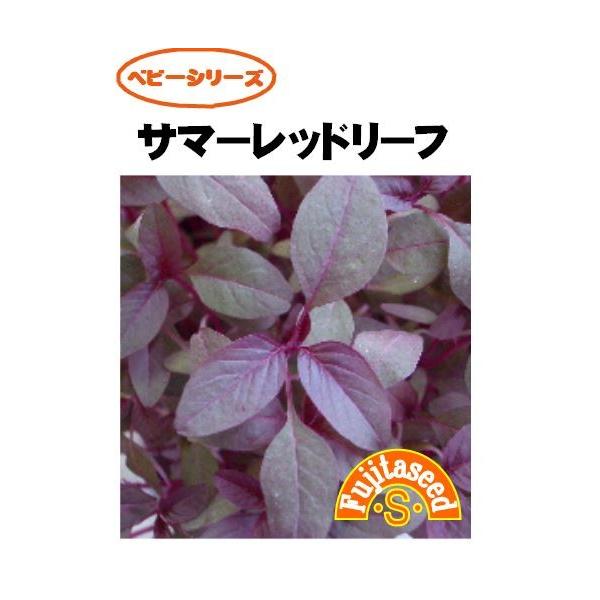 小さな頃から、美しいピンクのサラダ野菜です。主にマイクロリーフやベビーリーフとして利用します。サラダや付け合わせの彩りに最適です。【まき時期（一般地域）】ベビーは周年　　　　　　　　　大きくするには４月〜8月【発芽難易度】中級者向け 【容量...