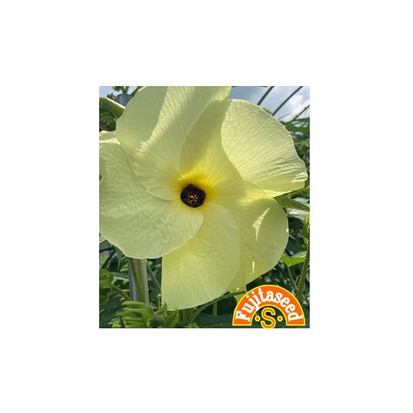 【利用方法】ビタミン・ミネラルの豊富な健康野菜です。中国原産で別名「トロロアオイ」とも呼ばれます。一般的なオクラ同様栽培しますが、花を食べ、実は食べません。８月ごろ、高さ １ 〜 １．５ｍに育ち、直径２０〜３０cm程の黄色い花をつけます。花...