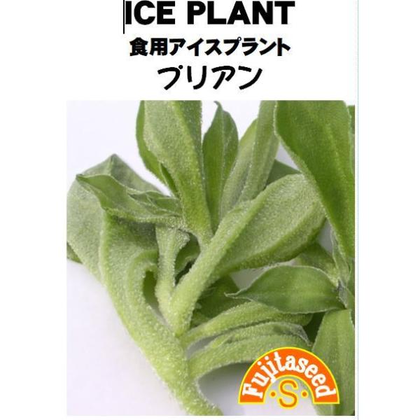 【栽培方法】１．鉢やプランターなど霜があたらない場所に種を直播きします。凍結しないように注意します。２．日当たり良く、乾燥気味で排水の良い環境を好みます。　　雨を当てないよう注意します。３．工場跡地などで土壌栽培をするときは、土中に重金属が...